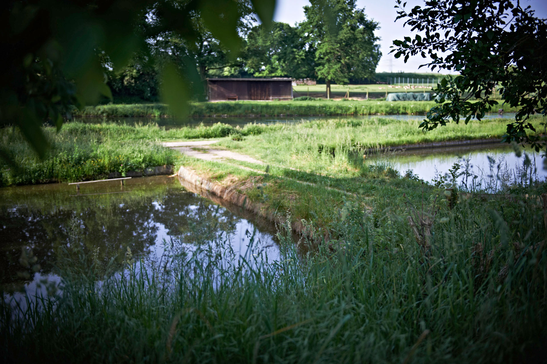 Karpfenweiher vom Nägelhof